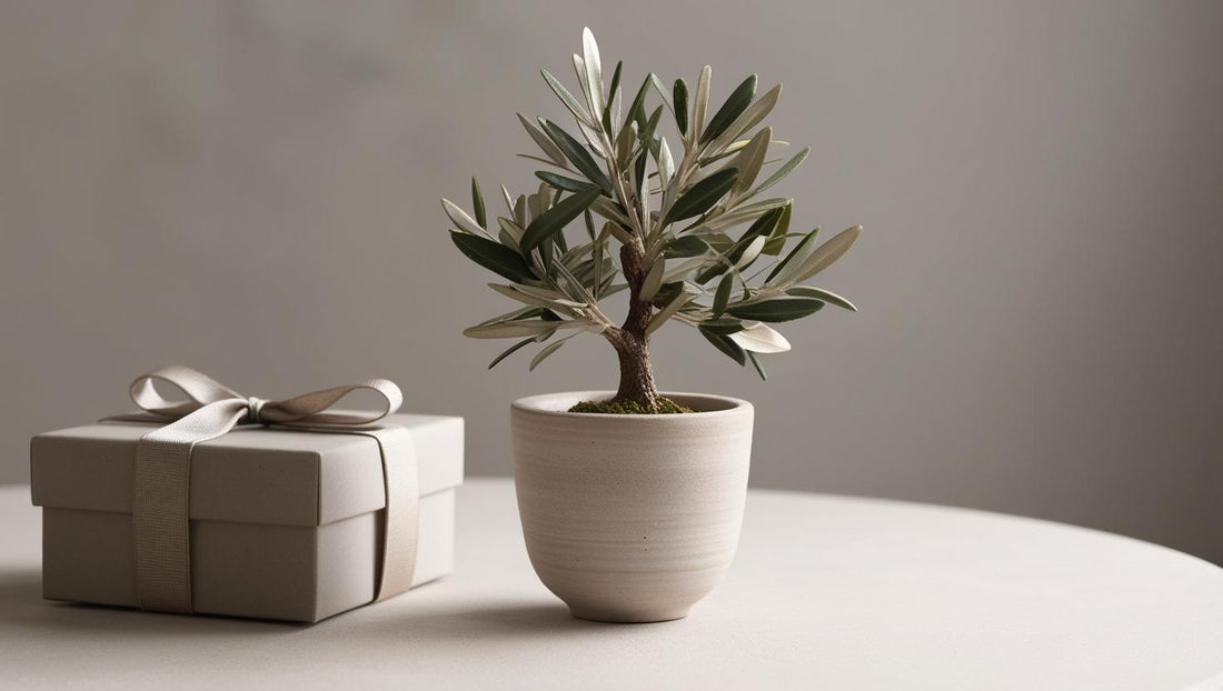 Mitarbeitergeschenke mit Sinn: Warum ein Olivenbaum mehr ist als ein Präsent